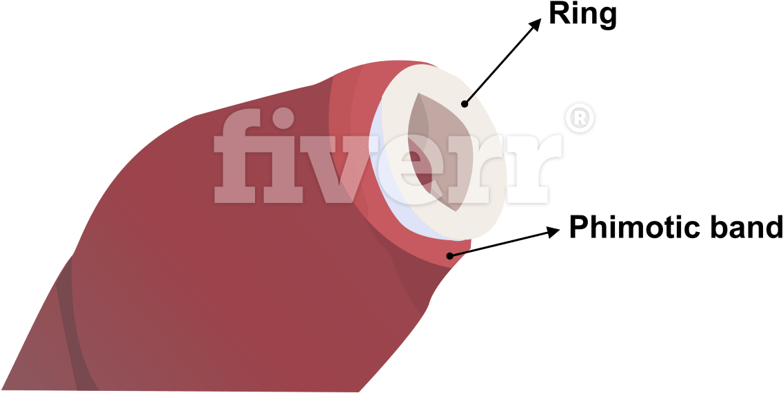 Digitally Draw Anatomy Diagrams And Medical Illustrations - Fiverr (1200x677), Png Download