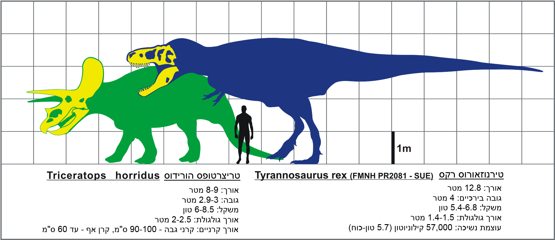 T Rex Ve Triceratops Svg Hebrew - Rex Dinosaur Taxonomy (2000x1000), Png Download