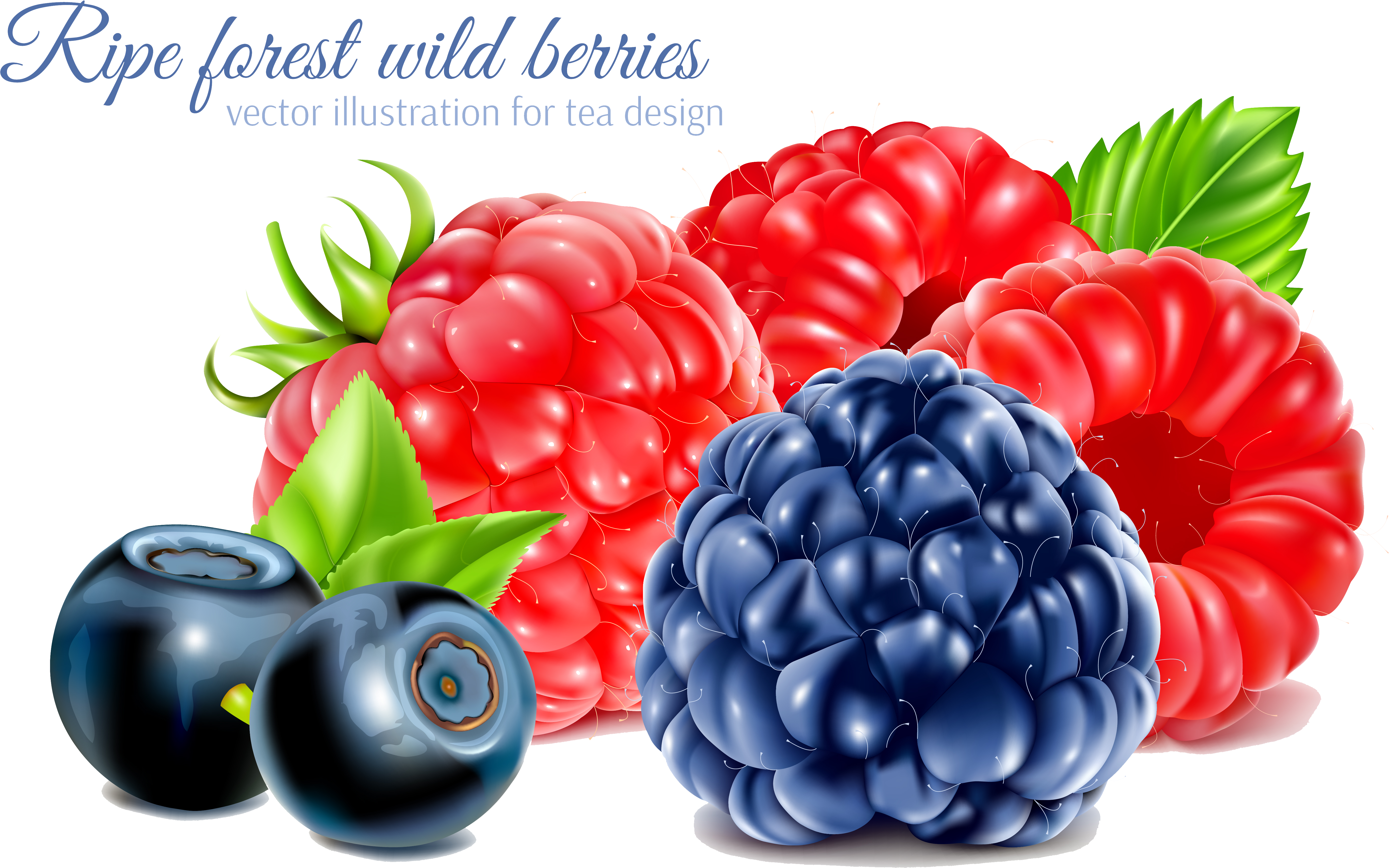Frutti Di Bosco Raspberry Fruit - Blackberry And Raspberry Vector (6238x3925), Png Download