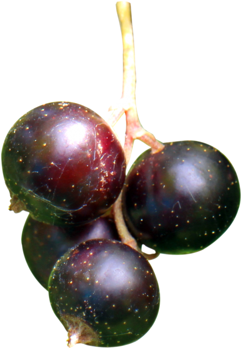 Download Black Currant Berries Png Image - Berries Png (500x704), Png Download