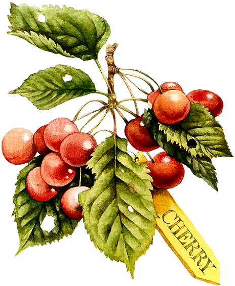 Фото, Автор Ya - Fruits Retro Png (500x594), Png Download