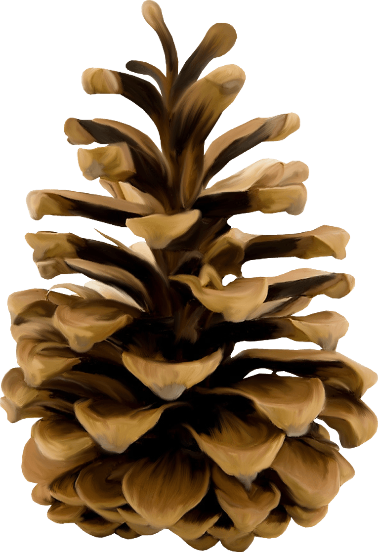 Download - Pinecone Png (765x1117), Png Download