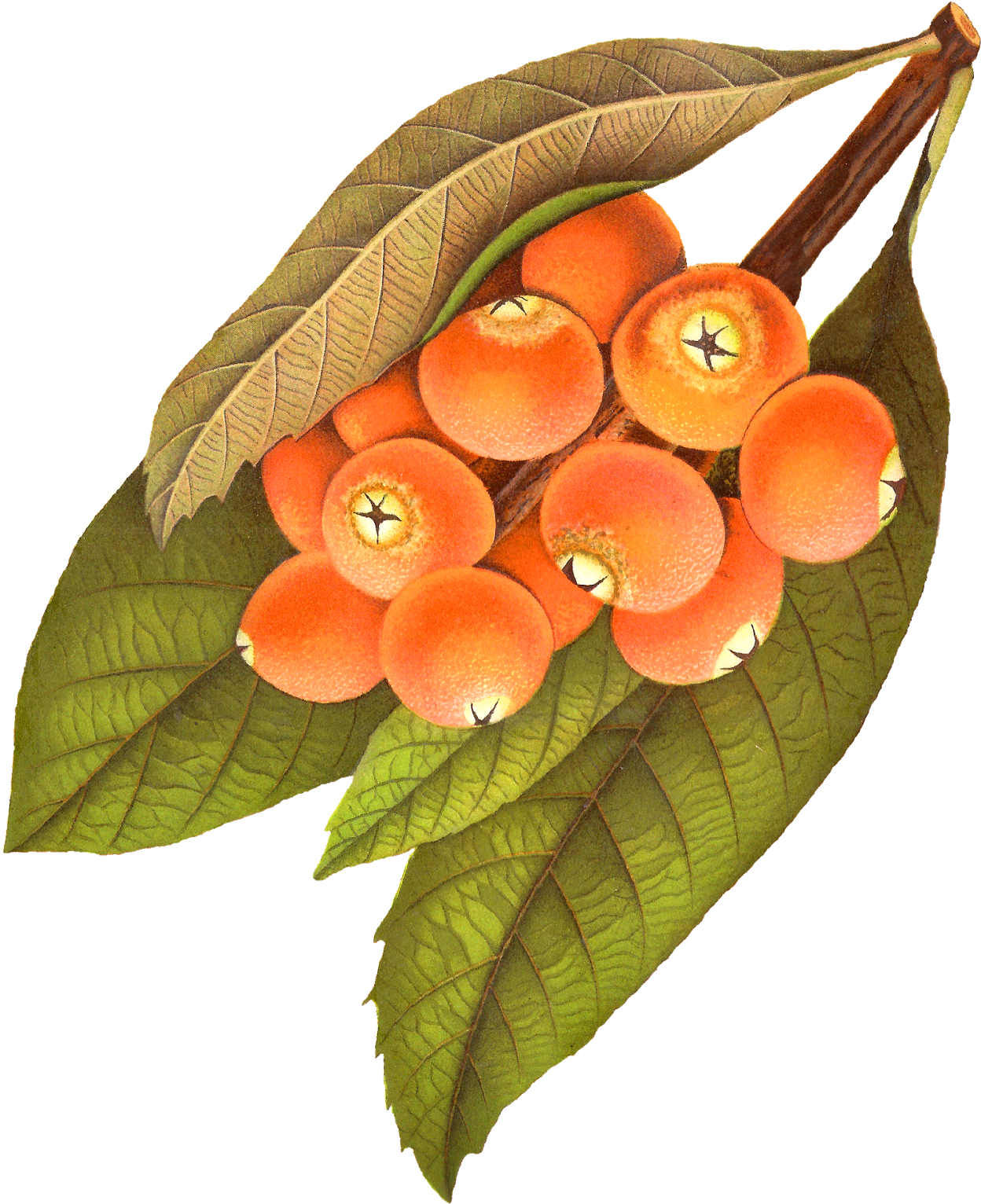 Digital Rowan Berry Download - Vintage Berries Png (1347x1600), Png Download