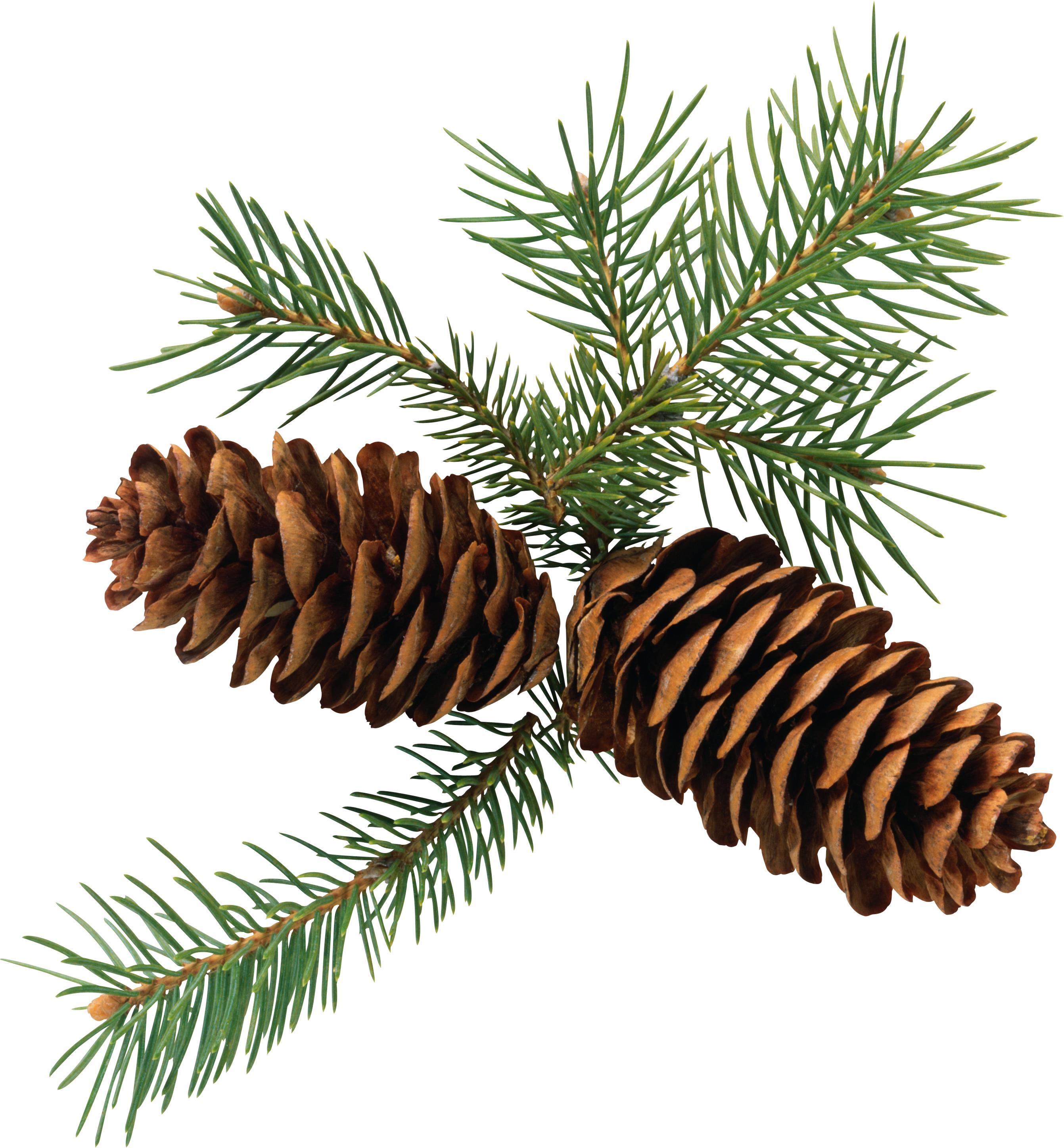 Pine Cone Branch Png - Pine Cone Clipart Free (480x519), Png Download