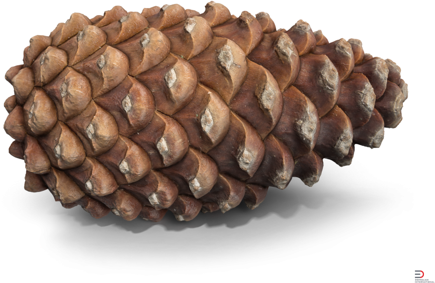 4 Pine Cone Royalty-free 3d Model - 3d Computer Graphics (920x690), Png Download