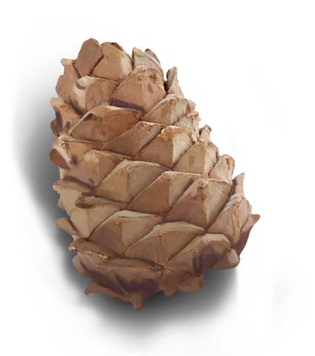 Ui Tx Metainventory Souvenirs Pinecone - Texas (648x732), Png Download