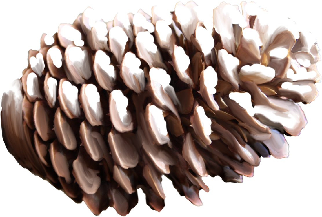 Pine Cone Png - Nut Pine Png (1111x749), Png Download