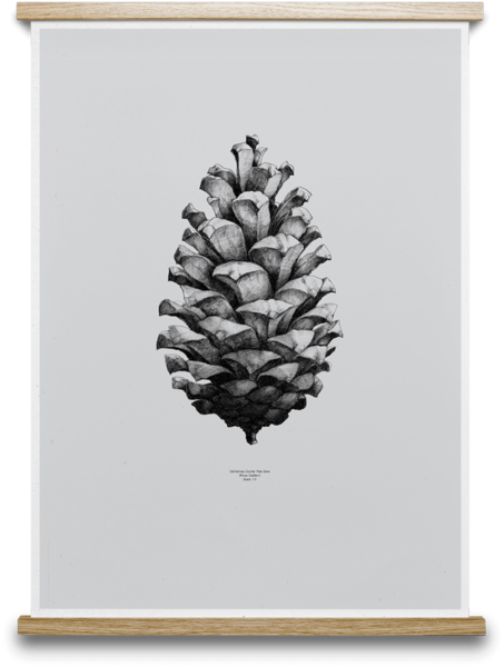 Pine Cone Print By Paper Collective (453x600), Png Download