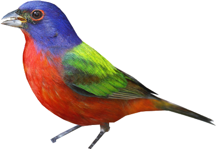 Bunting Png - Painted Bunting (640x437), Png Download