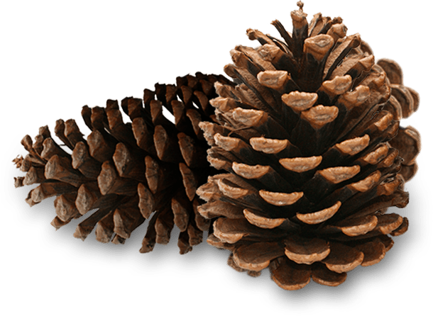 Pinecones - Pine Cones (610x446), Png Download