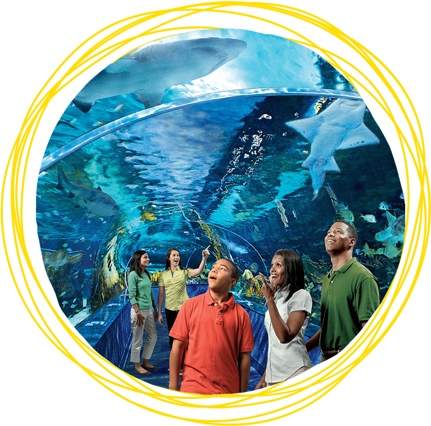 Buy Tickets - Things To Do In Smoky Mountains (1109x1109), Png Download