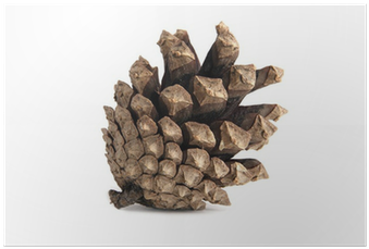 Casuarina (400x400), Png Download