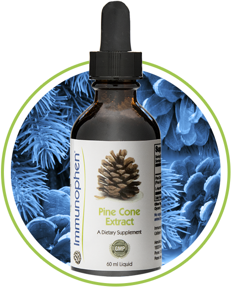 Pine Cone Extract - Prescott College (468x601), Png Download