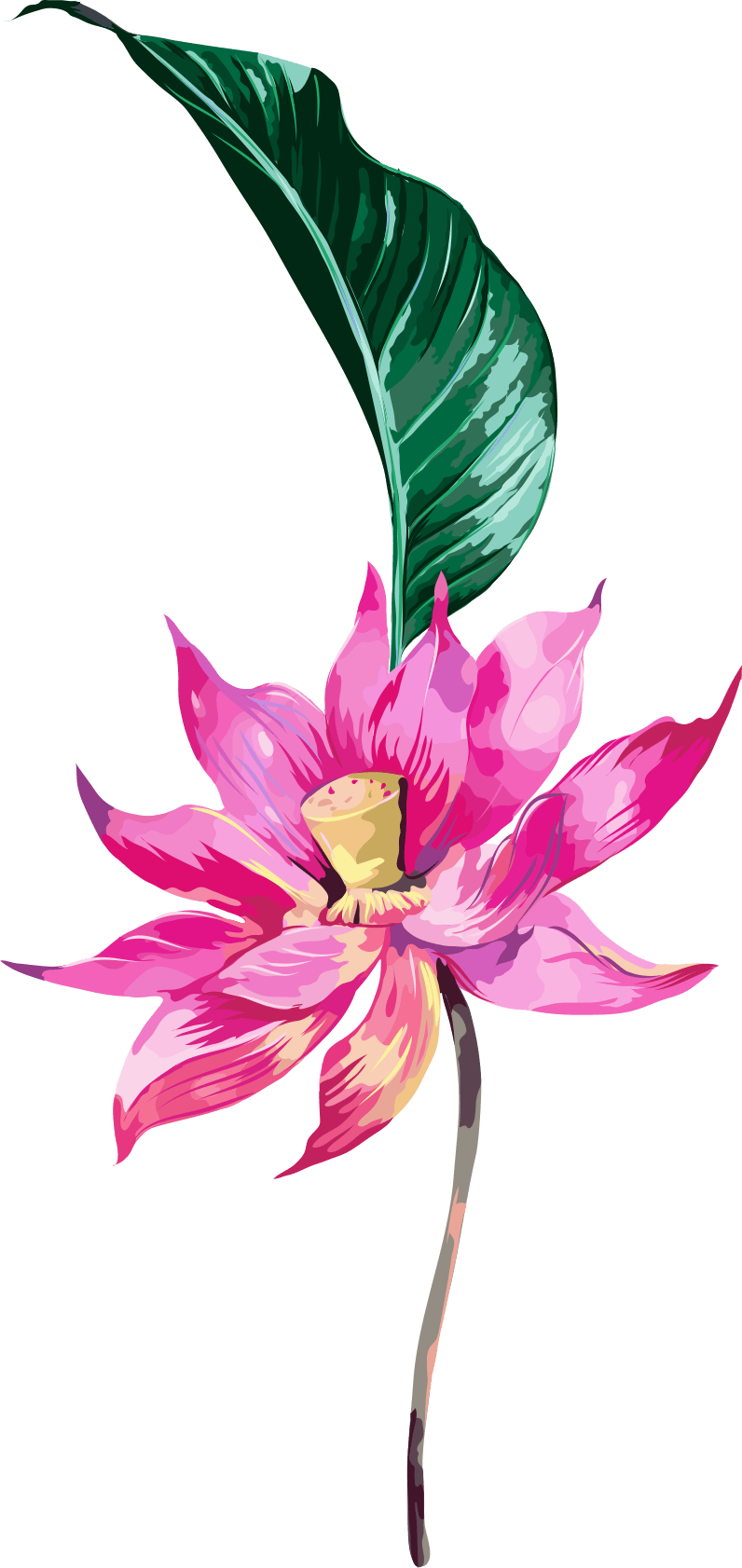 A - Sacred Lotus (796x1682), Png Download