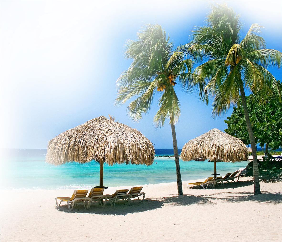 Curacao Palms (1181x1181), Png Download