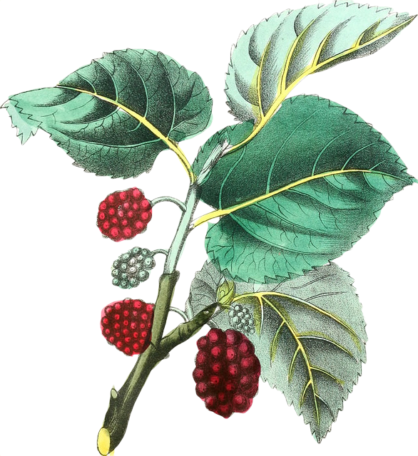 Images From Biodiversity Heritage Library - Botanical Illustration (586x640), Png Download