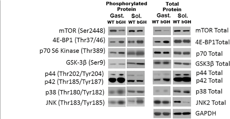 Representative Blots For The Mtor Fig And The Mapk - Common Fig (850x378), Png Download