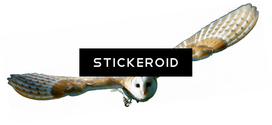 Barn Owl Hd Birds - Barn Owl (867x400), Png Download