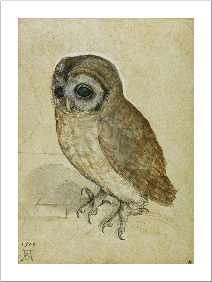 Durer Little Owl 1508 Web (1000x1000), Png Download
