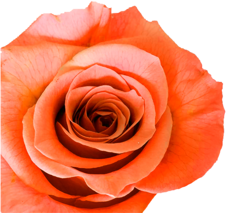 This Beautiful Orange Rose Means Enthusiasm And Passionate - Color (1024x503), Png Download
