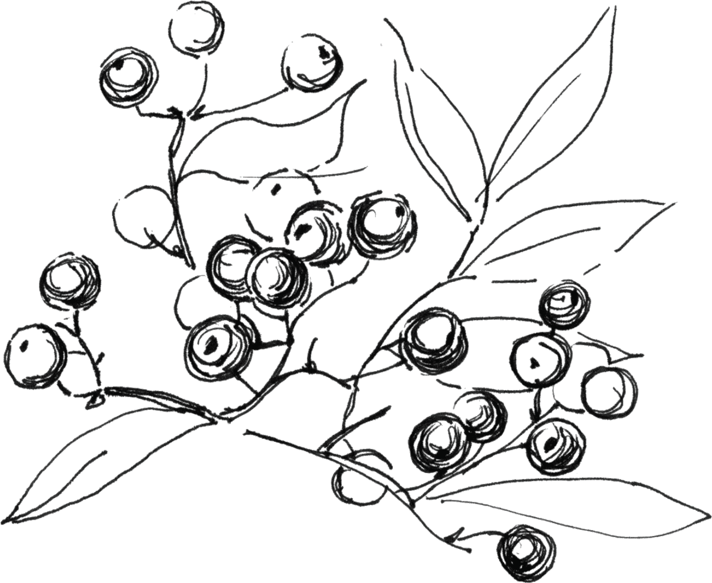 Svg Freeuse Library Temporary Tattoo Black Twig With - Sketch (2000x2000), Png Download
