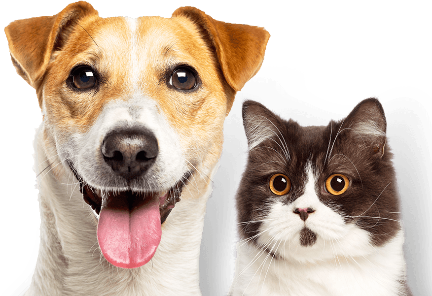 Experience The Difference - Cat & Dog Hill's (1200x600), Png Download