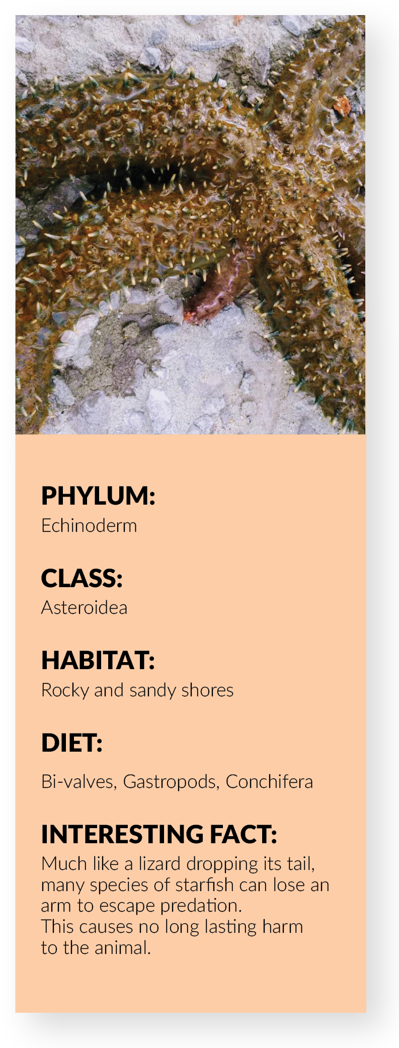 Sea Star Fact Card - Caterpillar (827x2126), Png Download