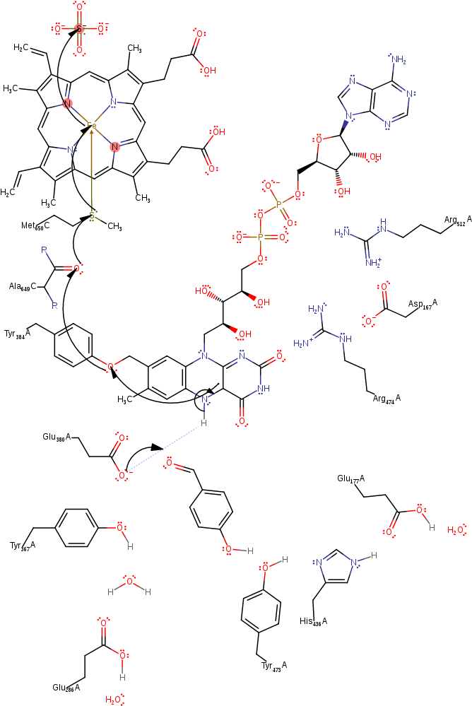 Glu380 Deprotonates The Activated Fad599, Resulting - Diagram (1000x1000), Png Download