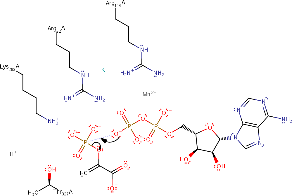 Phosphoryl Transfer From Pep To M Adp Occurs By An - Diagram (1000x1000), Png Download