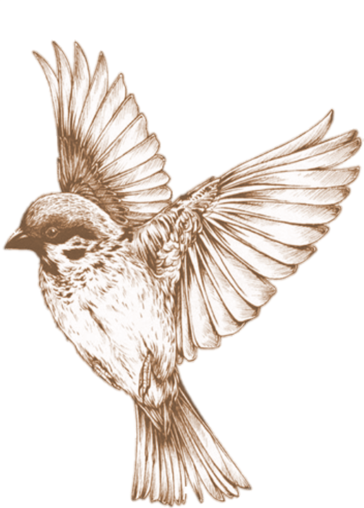 Bird Png 21, Buy Clip Art - Maya Angelou Quotes I Know Why The Caged Bird Sings (516x720), Png Download