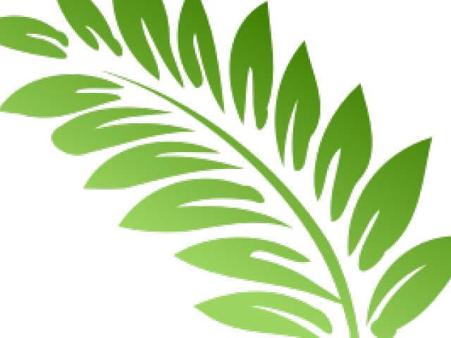 Fern Clipart Transparent Background - Hibiscus Clip Art (640x480), Png Download