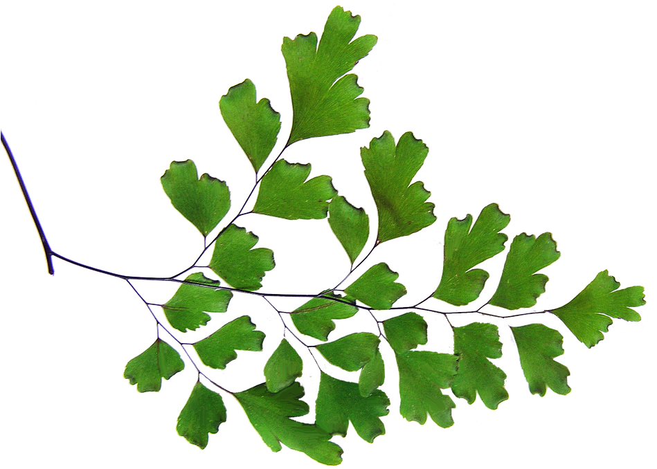 Fern, Maiden Hair, Plant, Cut Out - Planta Doncella De Cabello (960x718), Png Download