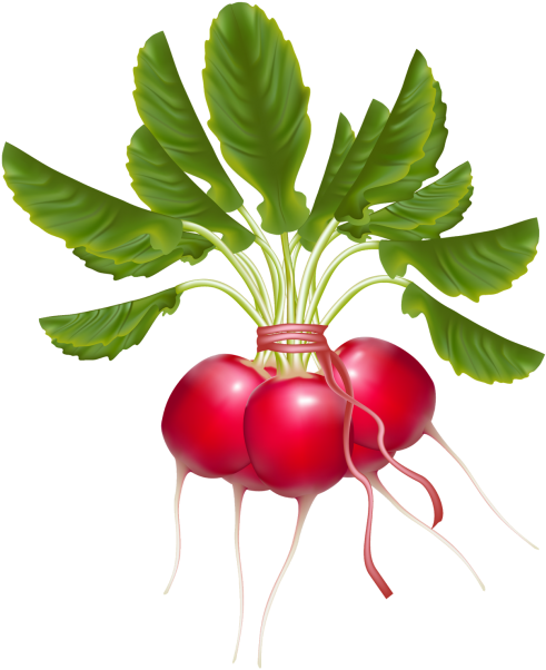 Radish - Редиска Вектор Пнг (866x650), Png Download