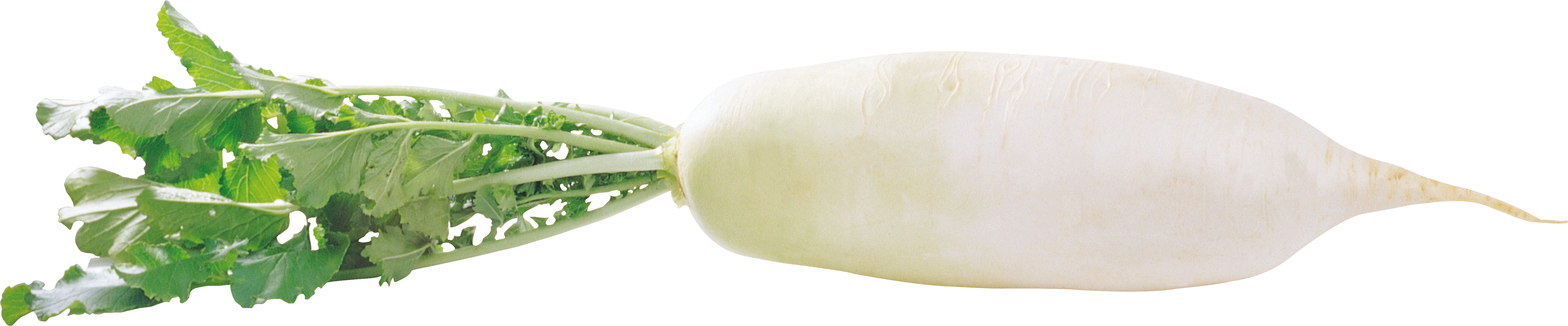 Radish (5856x1217), Png Download