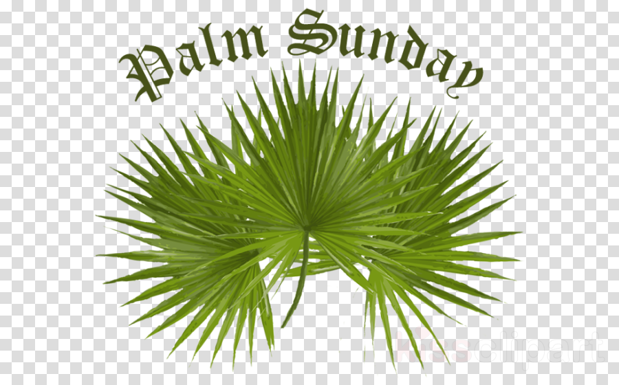 Download Palm For Palm Sunday Clipart Palm Trees Palm - Sunday Palm 2017 (900x560), Png Download