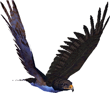 Great Animated Eagle Gifs At Best Animations - Flying Hawk Animated Gif (745x642), Png Download
