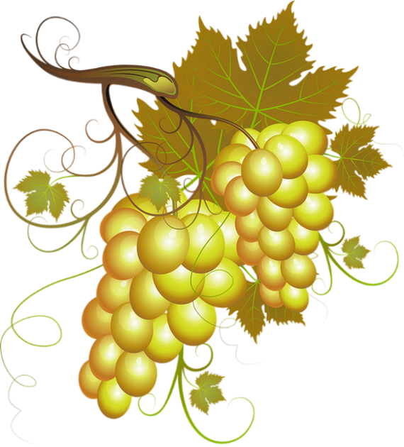 Vendanges Clipart (570x630), Png Download