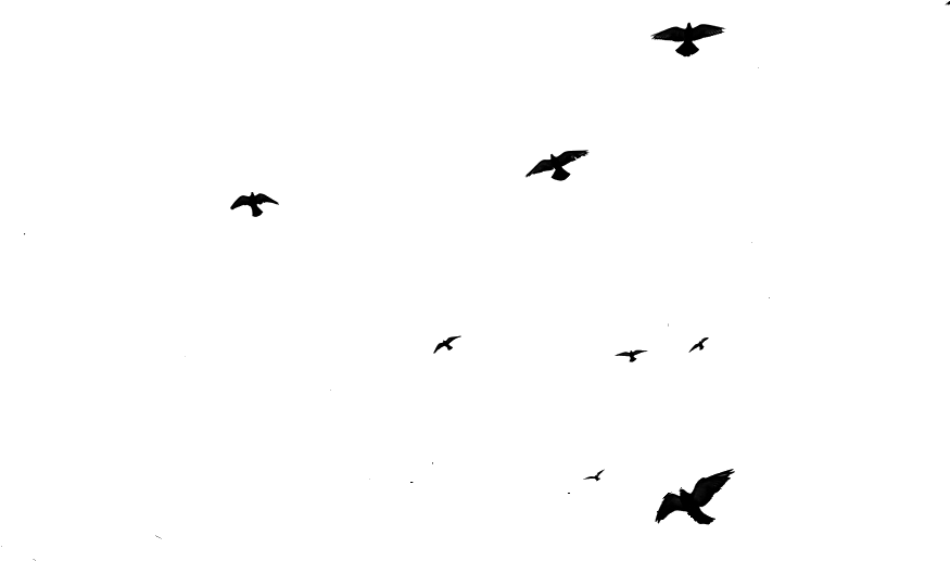 2012 - Flying Birds Png Gif (900x546), Png Download