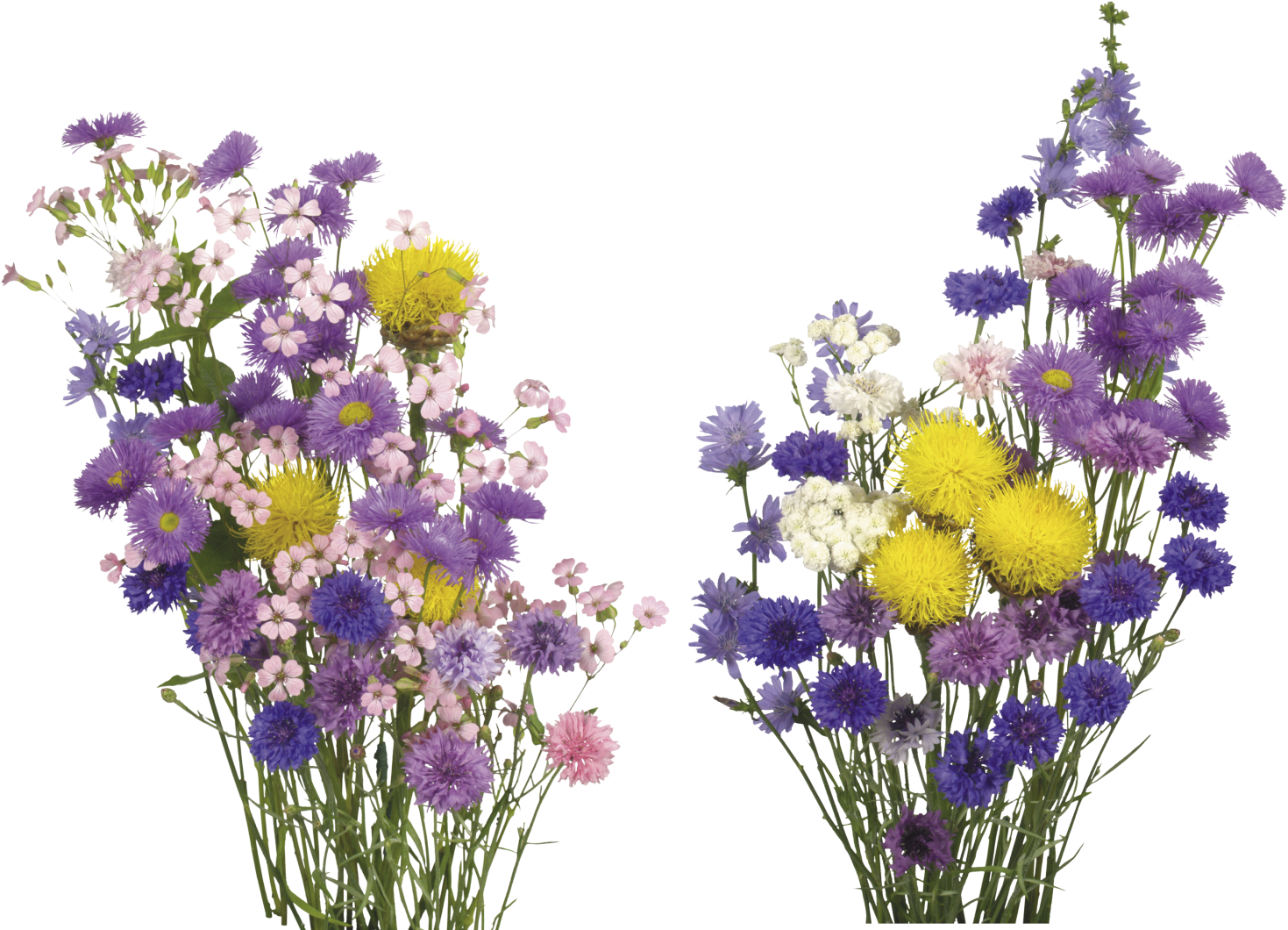 Kisspng English Lavender Cut Flowers Overlay Real Flower - Free Flower Overlay Png (1508x1066), Png Download