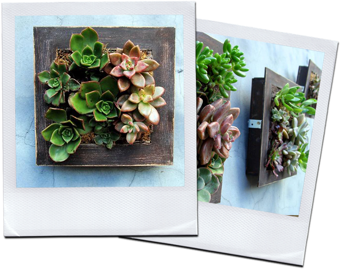 Solicitá Más Info Acá - Echeveria (800x592), Png Download