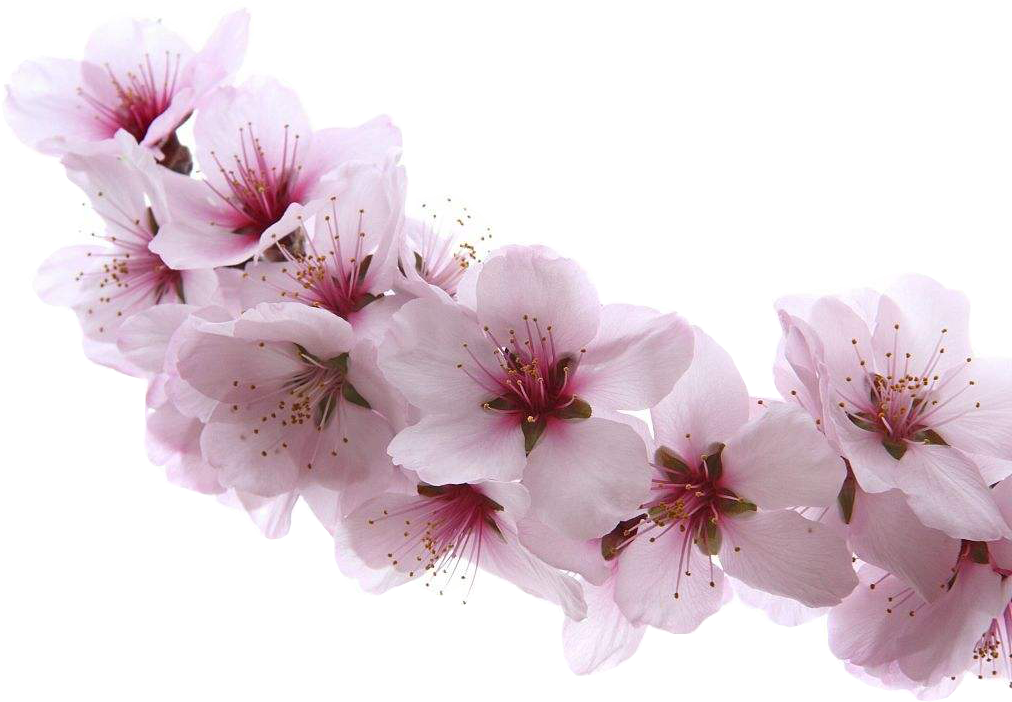 Almond Blossom Flower - Apricot Blossom (1200x800), Png Download