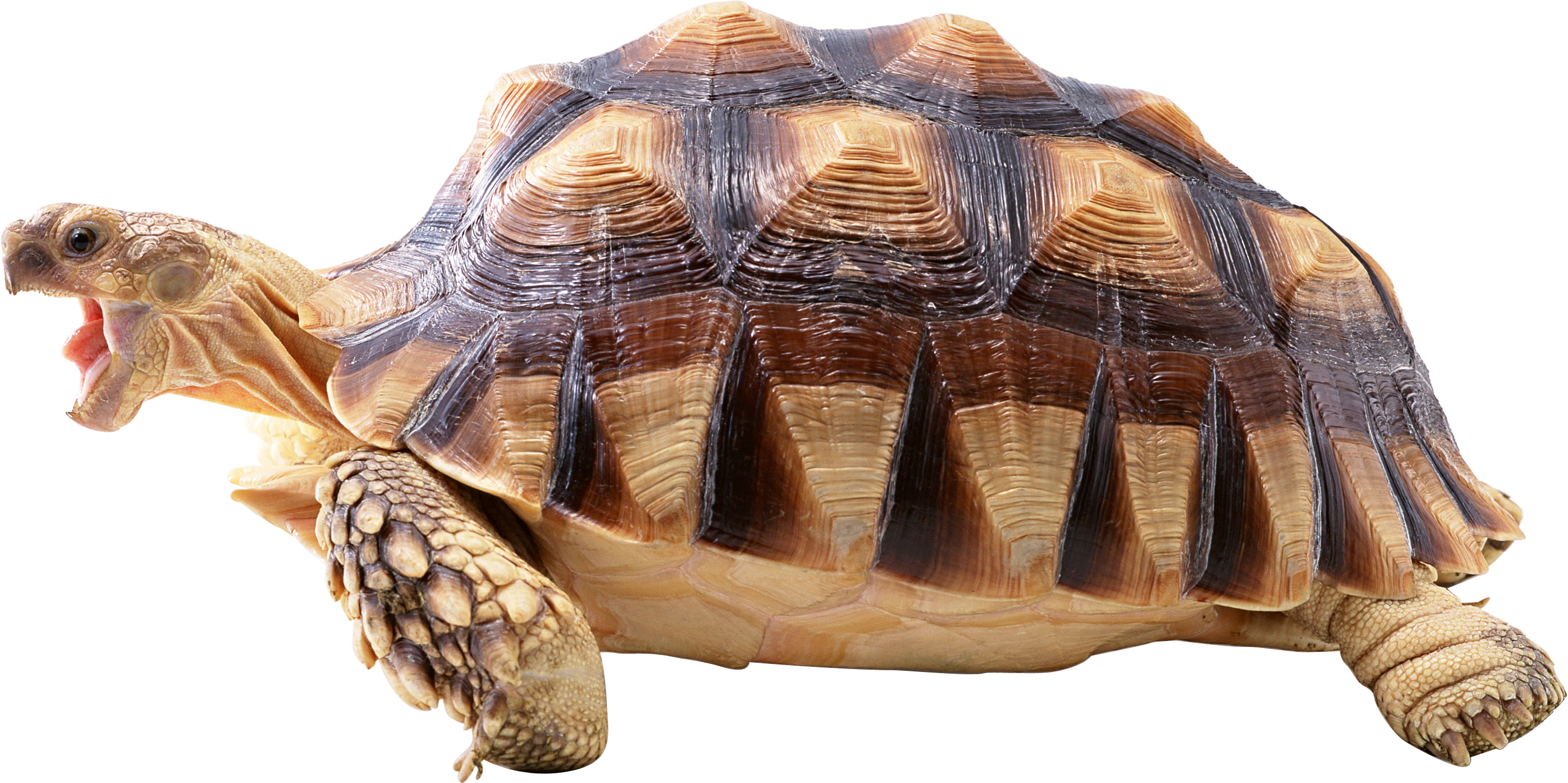 Turtle Png - Turtle Transparent Background (2739x1368), Png Download