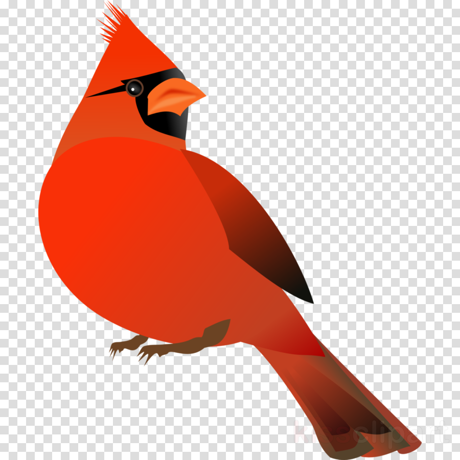 Download Free Cardinal Vector Clipart St - Note Cards (pk Of 20) (900x900), Png Download
