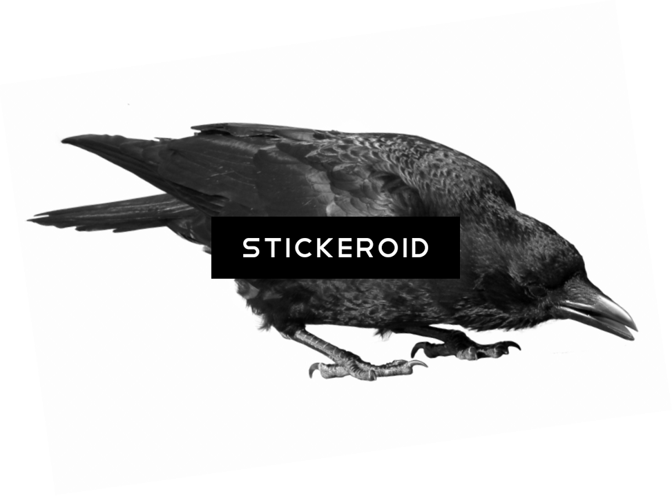 Raven Bird - New Caledonian Crow (973x719), Png Download