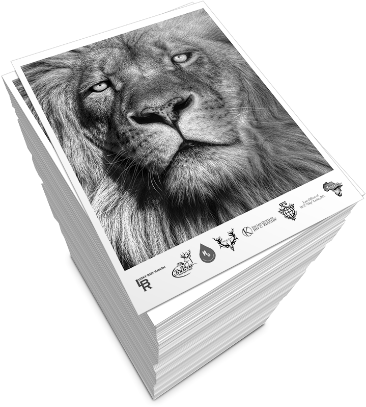 Black And White Copies - Lionheart Ep Vinyl Maxi (800x800), Png Download