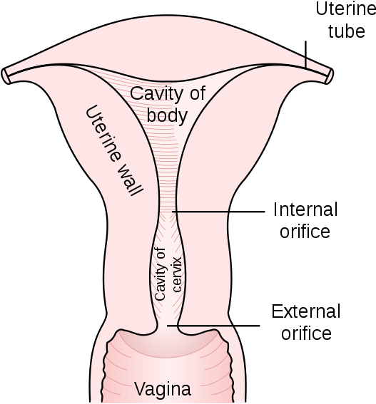 These Tumors Also Interfere With The Natural Ability - Uterus Cervical Canal (553x600), Png Download