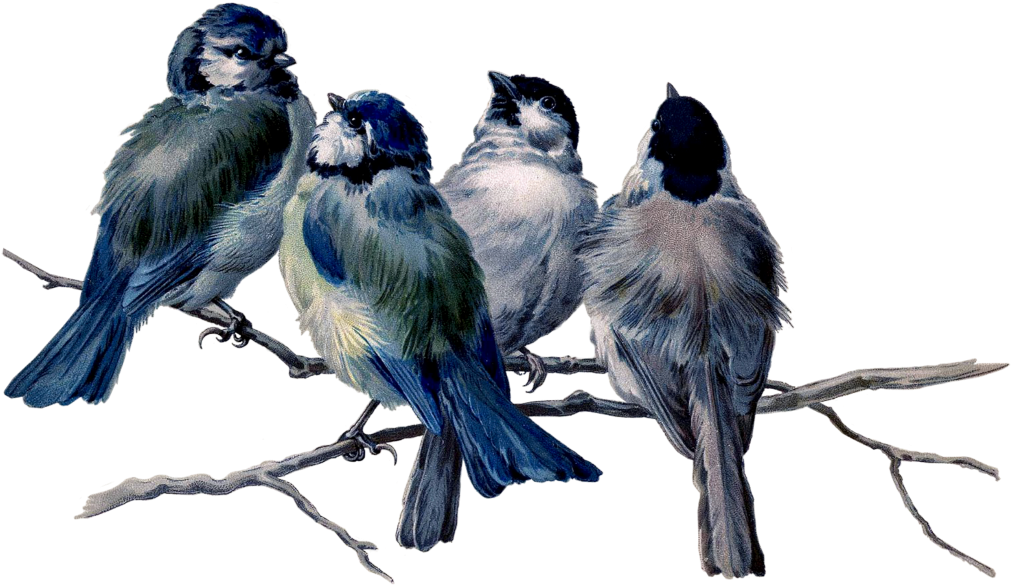 Mq Blue Birds Bird Flying Animal - Vintage Bird Tattoos (1024x1024), Png Download