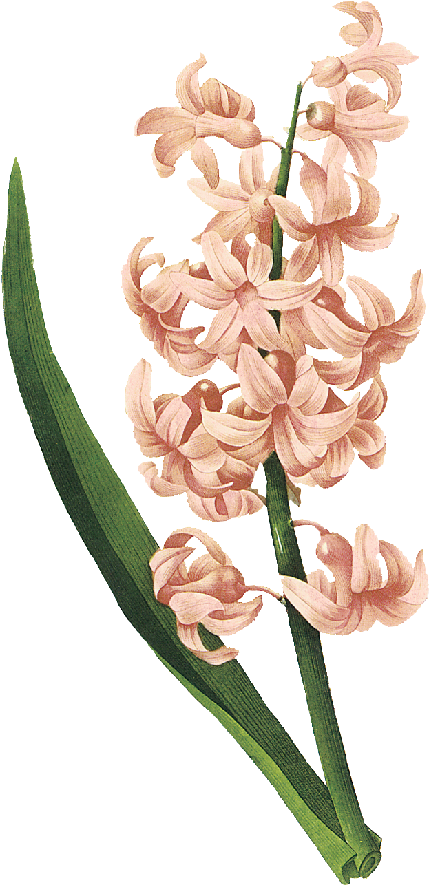 Faqs - Pierre-joseph Redoute Botanical Throw Blanket (669x1335), Png Download