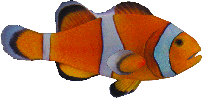 Download Ocellarisclown Clown Fish Png Transparent Full Size Png Image Pngkit