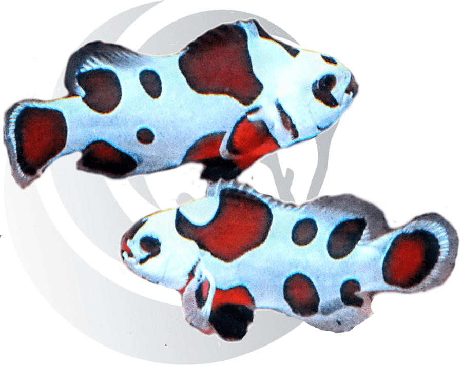 Mocha Storm Clown Fish - Clownfish (900x712), Png Download